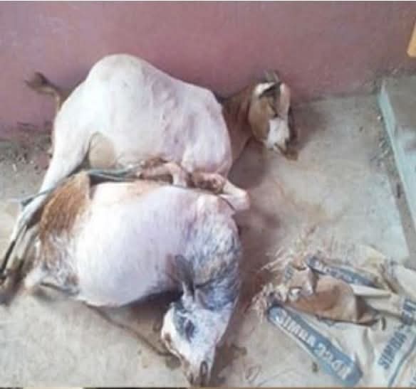 FB_IMG_1763007683316