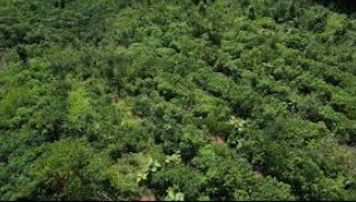 Revealed: Hideouts of terrorists in Yorubaland…Vast stretches of forests taken over —Afenifere