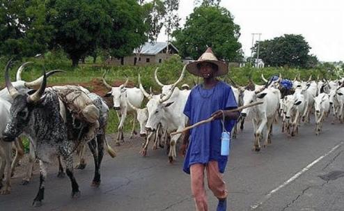 cattle-grazing-1