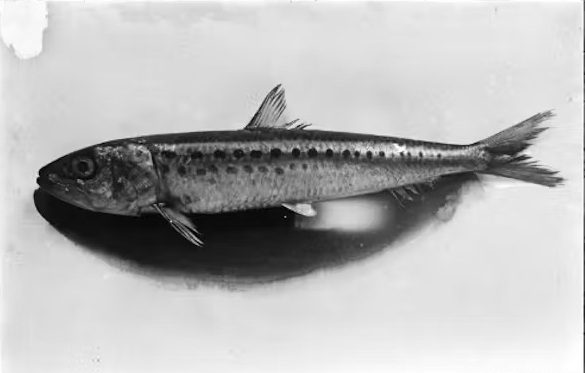Sardine-Japan-2